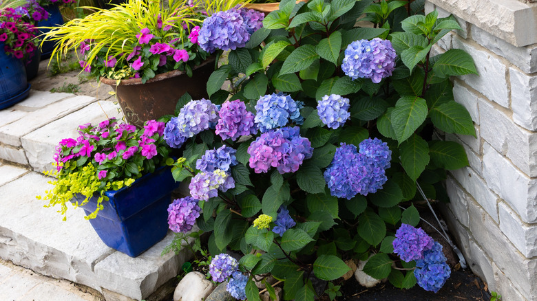 Let's Dance Lovable hydrangea with vivid pink and lavender mopheads