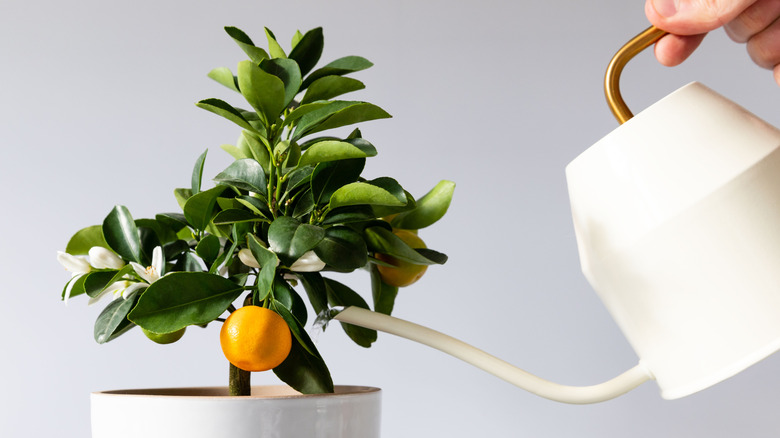 Light and heat are vital to growing a calamondin orange tree indoors