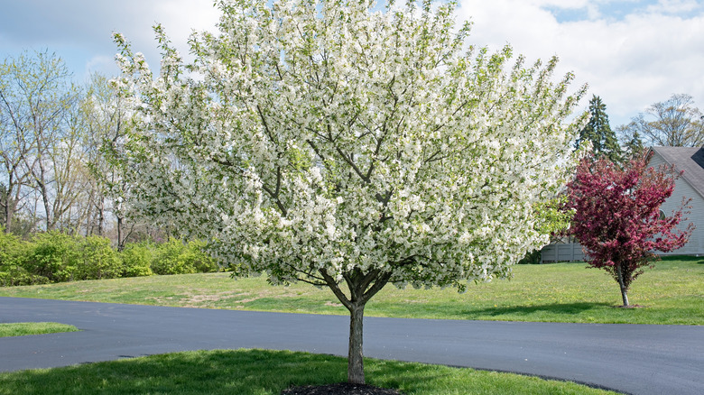 Lollipop crabapple tree blooming white with compact rounded canopy