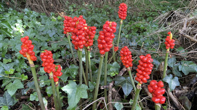 Lords-and-ladies (Arum maculatum) with bright red berries