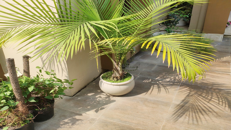 Majesty palm with elegant green fronds indoors