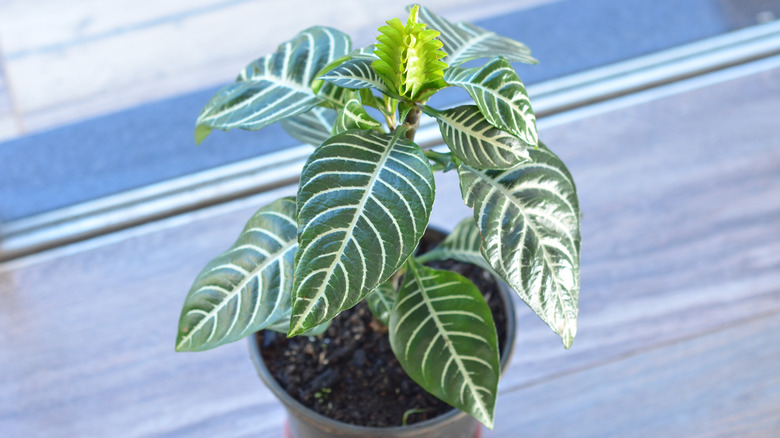 Make sure your zebra plant has good drainage with the right pot and soil mix