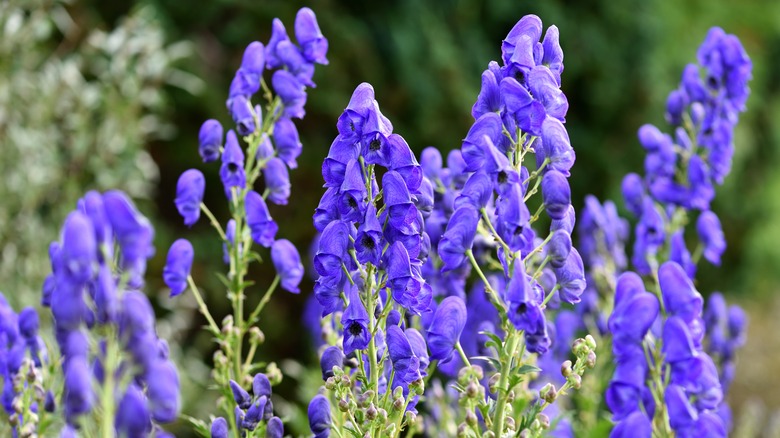 Blue monkshood (Aconitum spp.) flowers