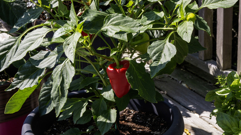 Container-grown pepper plant with bright red fruit and green leaves