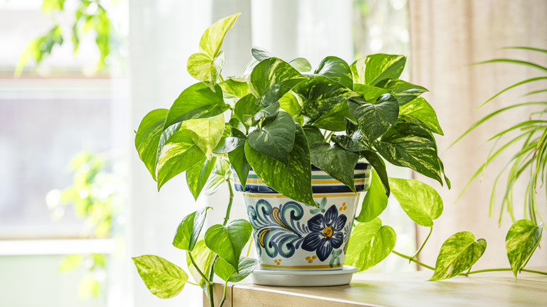 Pothos plant trailing from a pot on a wooden table