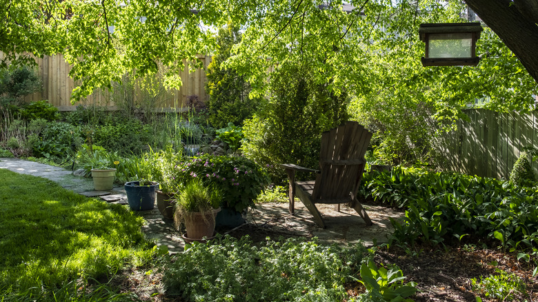 Shady backyard with dense canopy creating cool, moist soil favored by moles