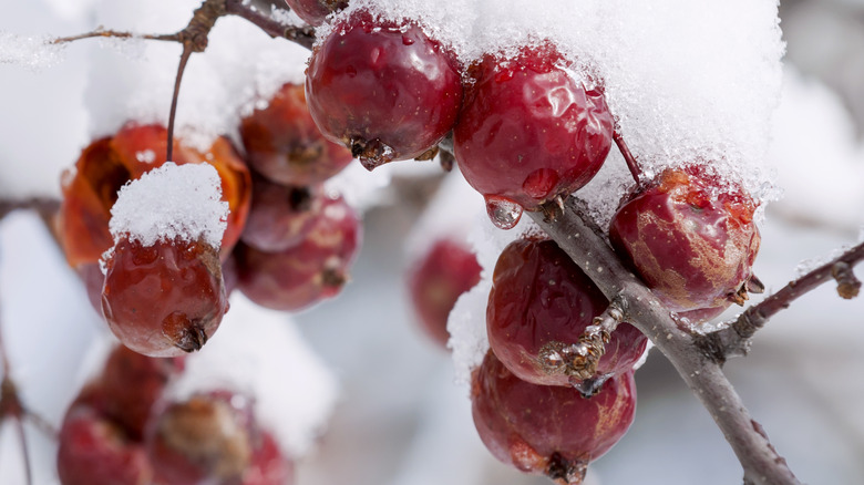 Red Jewel crabapple with pure white flowers and brilliant red fruit for small spaces