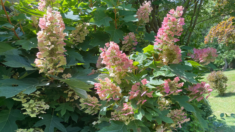 Ruby Slippers oakleaf hydrangea with white to rose flowers and burgundy foliage
