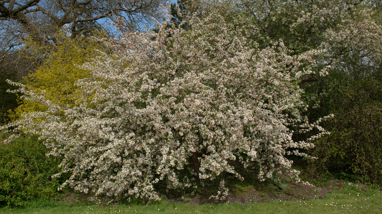 Sargent Tina dwarf crabapple with pink-white blossoms on a compact frame