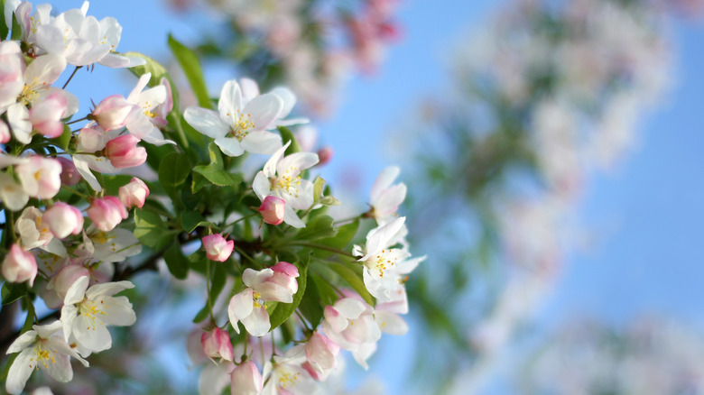 Snowdrift crabapple with pink buds opening to pure white flowers and orange-red fruit