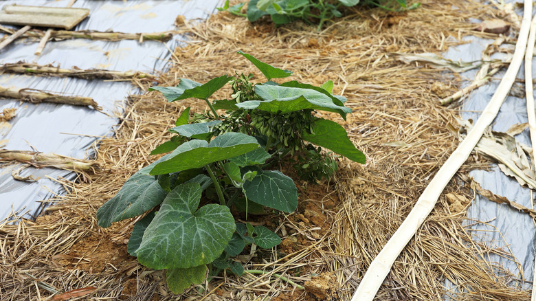The advantages and drawbacks of mulching with pine needles
