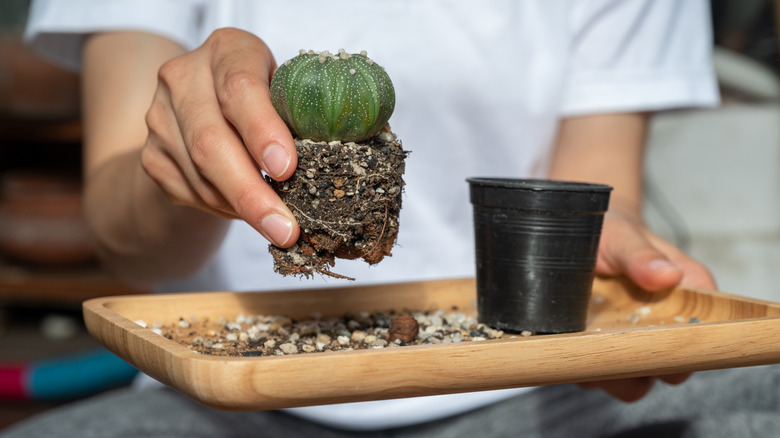 Using coffee grounds when potting up indoor cacti to ease transplant shock