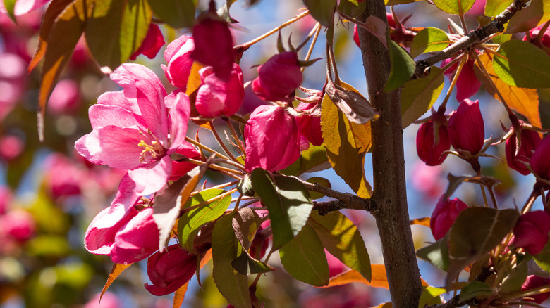 Velvet Pillar crabapple with columnar shape and dark red foliage