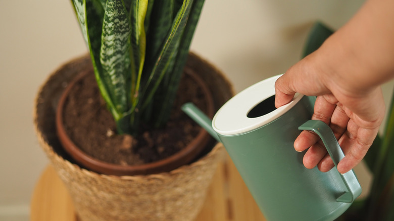 Water your snake plant correctly by soaking the soil, draining thoroughly, and letting the mix dry completely