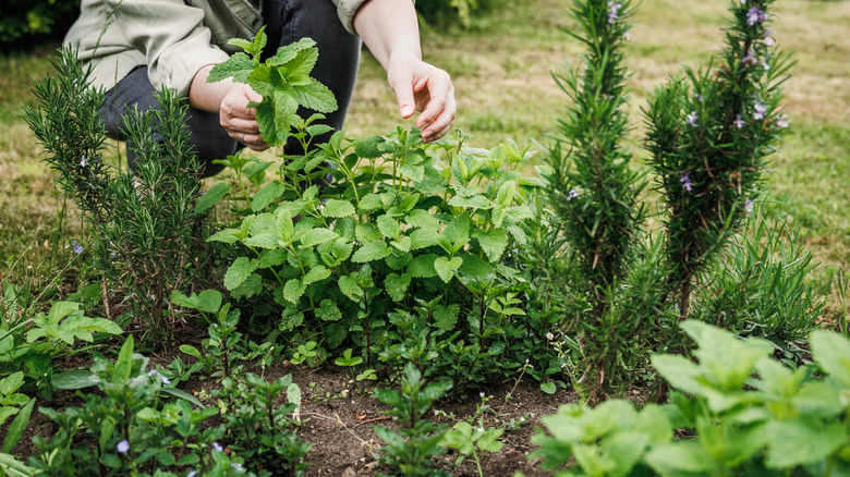 Why rosemary and cucumbers don't get along: conflicting moisture and growth needs between rosemary and cucumber vines