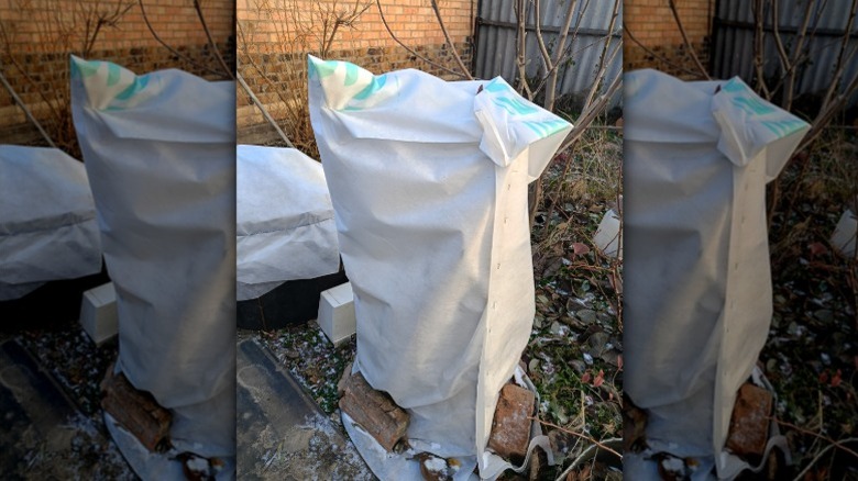 Wrap potted hydrangeas and reduce their water intake in winter