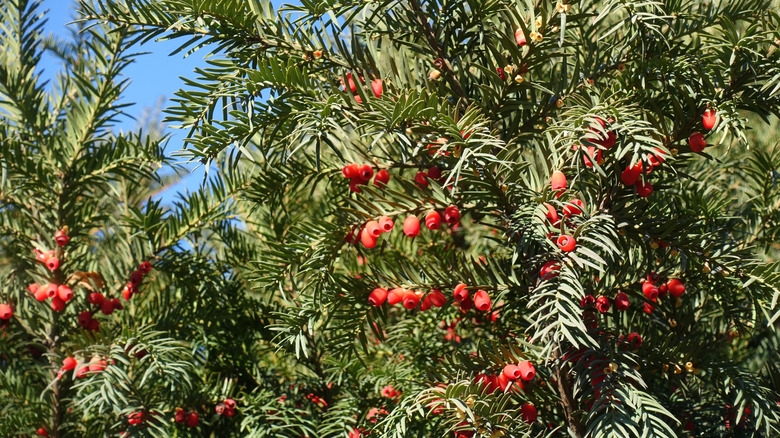 Yew (Taxus baccata) with red arils