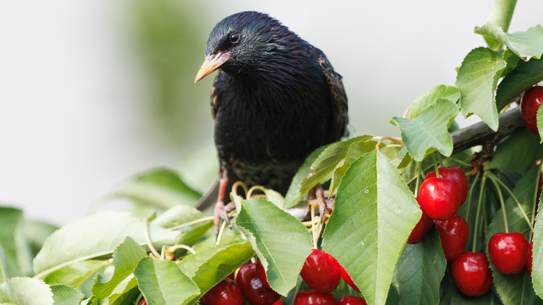 How to care for pie cherry trees with full sun and well-draining soil; staked young sour cherry with glossy leaves and ripening fruit