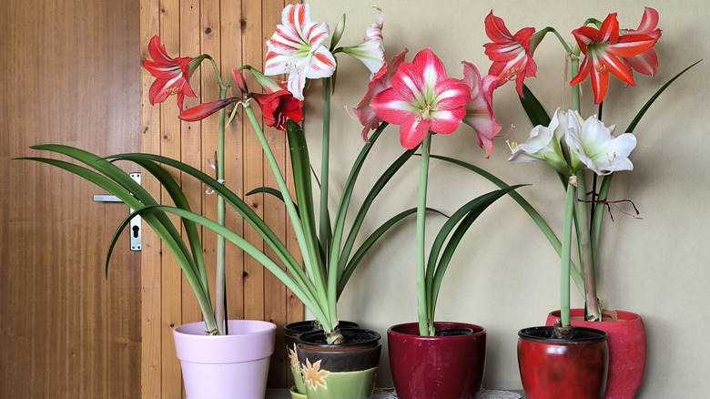 Ideal placement for blooming amaryllis on a bright indoor windowsill with colorful potted plants